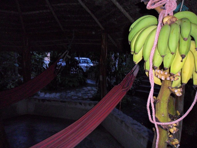 [Free Bananas[3].jpg]