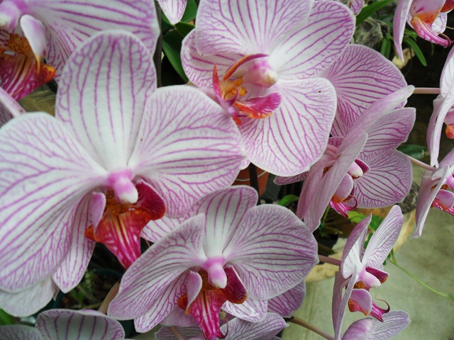 [Los Yutzos Orchids[4].jpg]