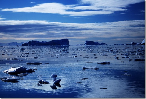 Blue Sea Of Icebergs