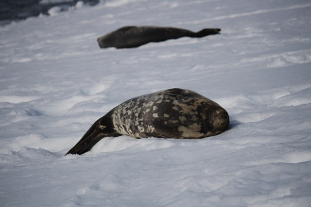 [Leopard Seals[4].jpg]
