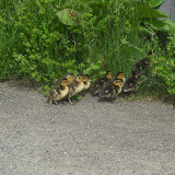DSCF0074.JPG