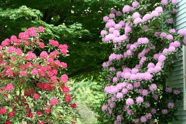[Rhododendrons[3].jpg]