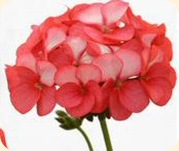 Geranium_horizon_red_ice