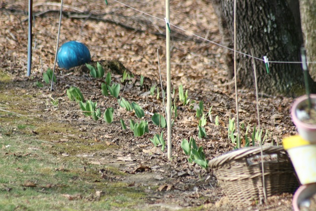 [SpringDay_WoodsDeers[6].jpg]