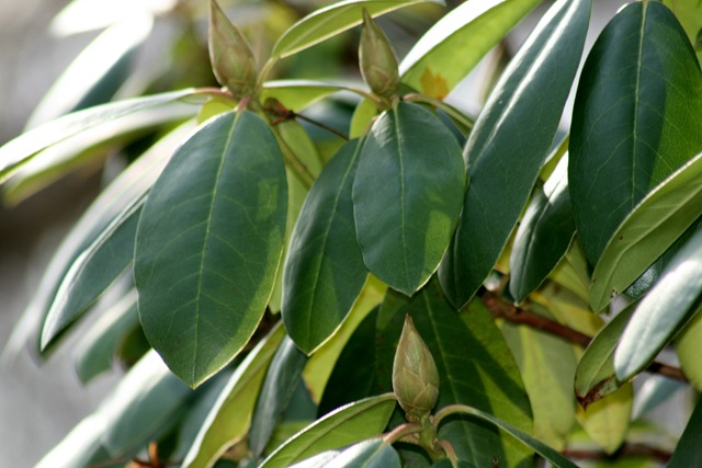 [SpringDay_Rhododendron[4].jpg]