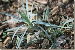 SpringDay_Dianthus_AntiqueRose