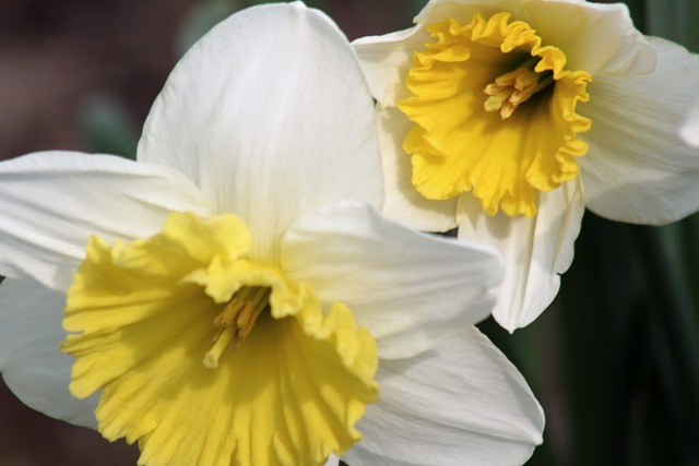 [Daffodil4_2010[4].jpg]