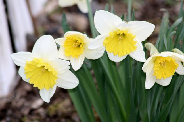 [Daffodils_2010[3].jpg]