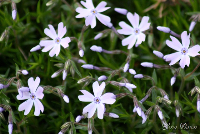 [Phlox_Creeping[6].jpg]