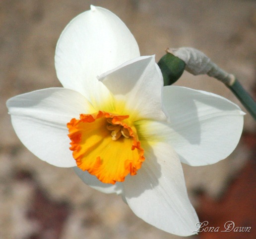 [Daffodil2_March3110.jpg]
