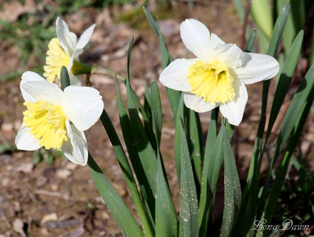 [Daffodils_March3113.jpg]