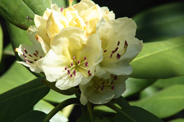 [Capistrano_Rhododendron2[3].jpg]