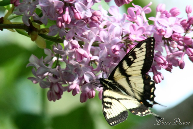 [Lilac3_Swallowtail[6].jpg]