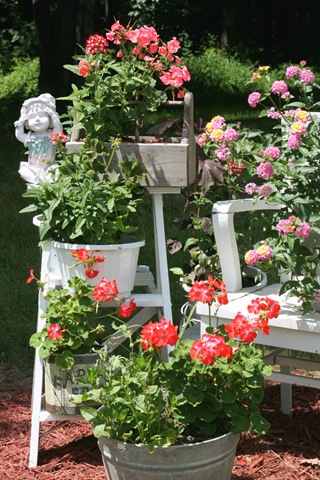 [Geranium_Crazy[3].jpg]