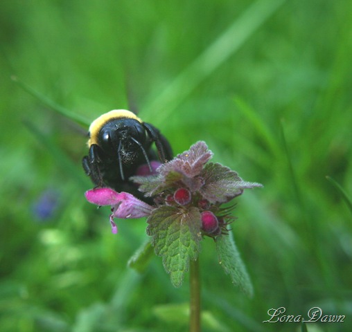 [Bumblebee[8].jpg]