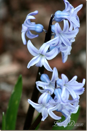 Hyacinth_Blue2