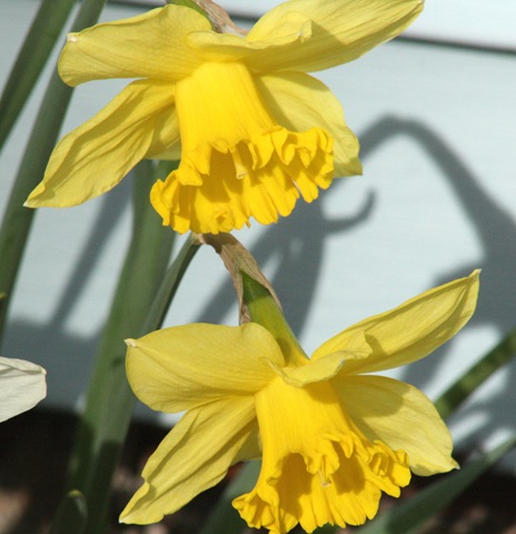 [Daffodils2_March31[6].jpg]