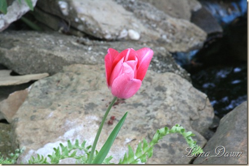 Tulip_Pink