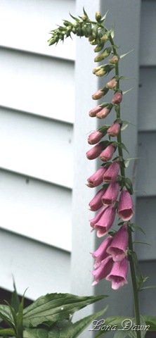 [FoxgloveBlooms2[6].jpg]