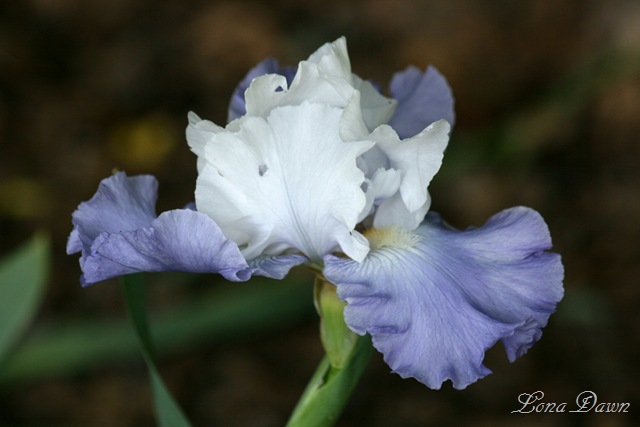 [OutoftheBlue_Iris7.jpg]