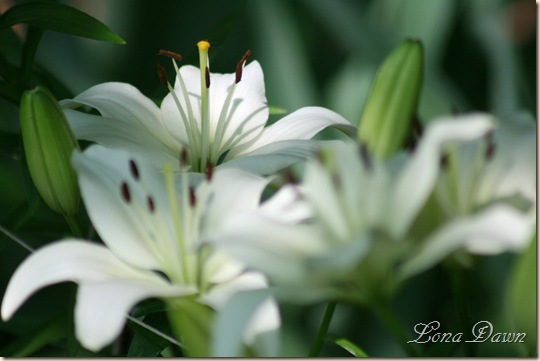 White_Lilies