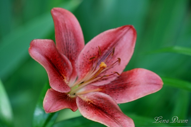 [Woodsbed_lily_Red[6].jpg]
