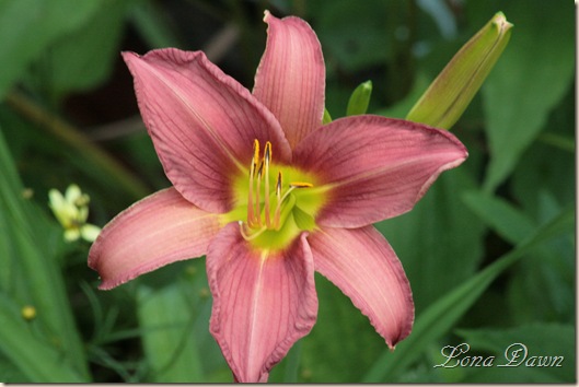 Daylily_PrairieBlueEyes_June16