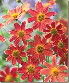 Coreopsis_BurntSienna