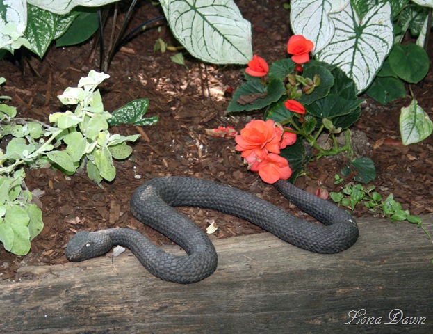 [HH_Snake_2010[8].jpg]