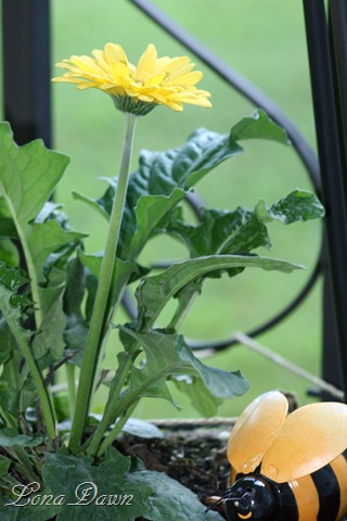 [Gerbera_Yellow_Bee[7].jpg]