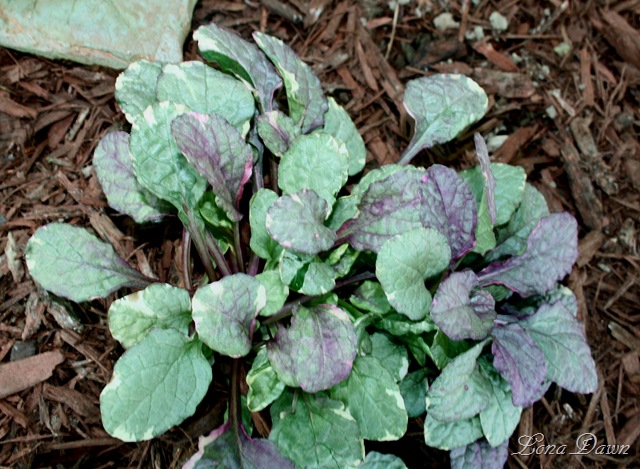 [Ajuga_reptans_BurgundyGlow_Bugleweed[8].jpg]