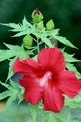 [Hibiscus_LordBaltimore2[7].jpg]