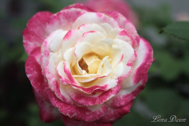 [Rose_DD[8].jpg]