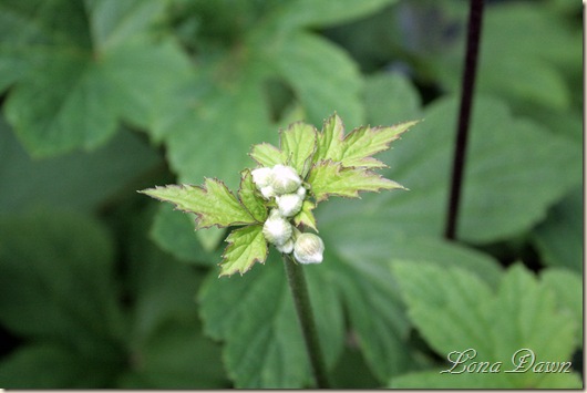 Anemone_QueenCharlotte_Buds_July17