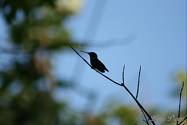 [Hummingbird_Silhouette[7].jpg]
