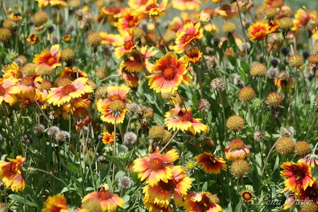 [FPC_Gaillardia2_Aug18[6].jpg]