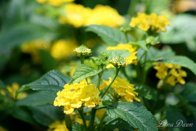 [FPC_Lantana_Aug18[6].jpg]