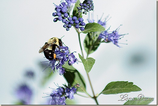 Caryopteris_Bumblebee2