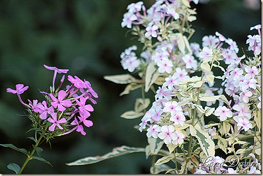Purples_Phlox