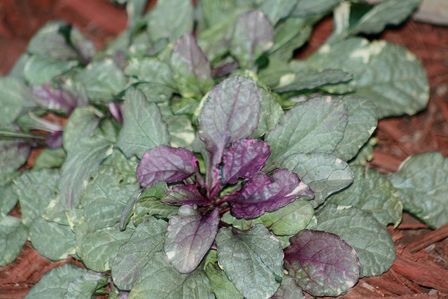 [BurgundyGlow_Ajuga[3].jpg]