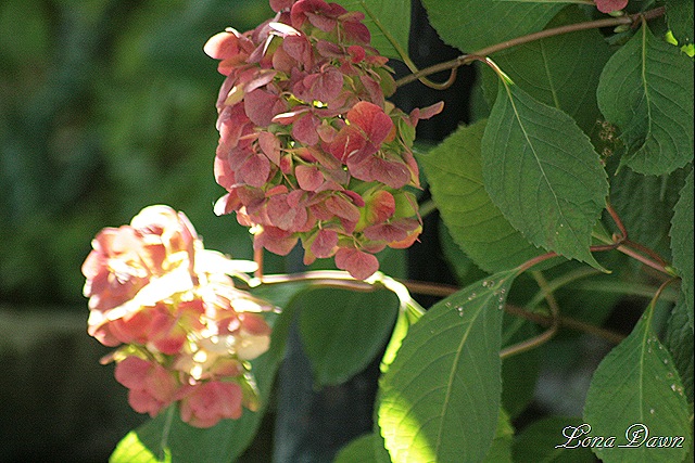 [Hydrangea_Fallblooms[8].jpg]