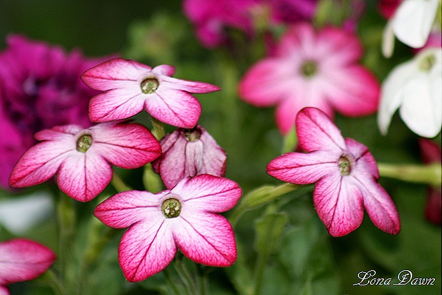 [Nicotiana_DkPink[7].jpg]