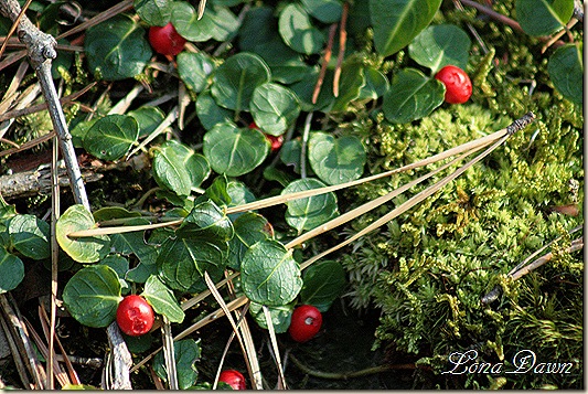 Fall2_Berries_PineNeedles
