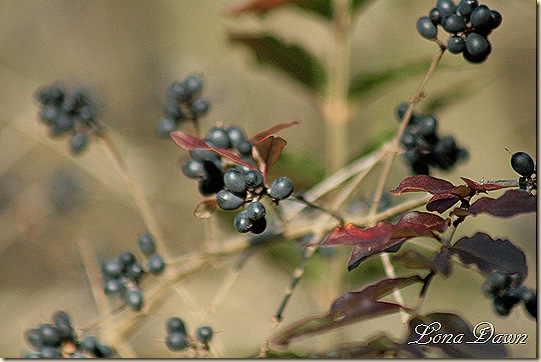 Fall2_BBerries