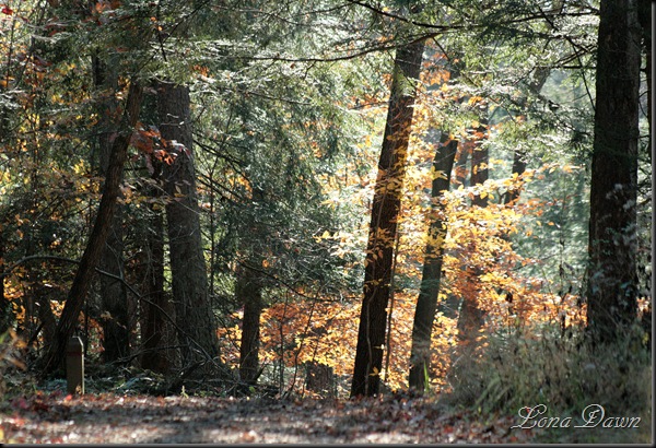 Fall_UpperTrail4