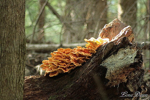 [Log_mushrooms[8].jpg]