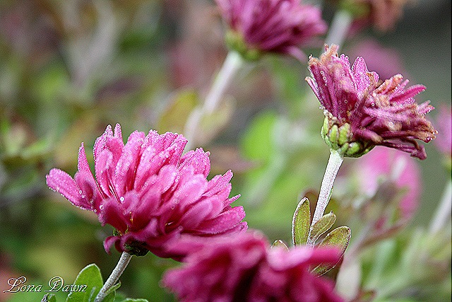 [Frosty_Rose_Mum[9].jpg]