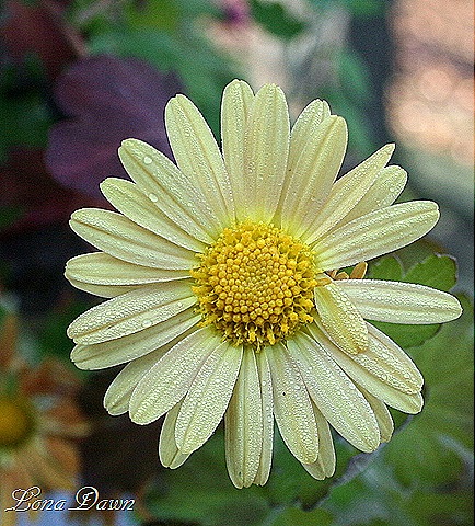 [Frosty_Yellow2[11].jpg]