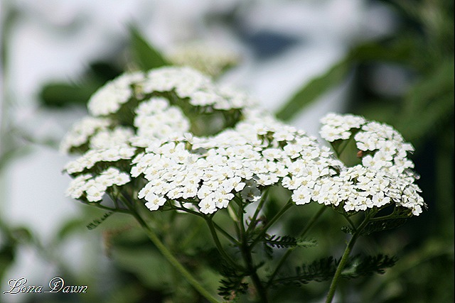 [Achillea_Snowdrift[8].jpg]