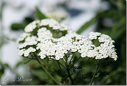 Achillea_Snowdrift